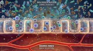 Innen und außen im Körper – Ein evolutionärer Blick auf Einzeller, Verdauung und Anatomie