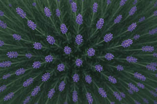 Lavendel – Ein umfassender Blick auf Wirkung, Anwendung und Vielfalt der Heilpflanze