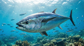 Fisch – Gesundheitsrisiken, Schadstoffe und sichere Ernährung