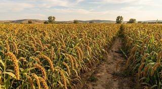 Hirse: Das unterschätzte Superfood für stabile Energie, starke Gelenke und einen gesunden Darm